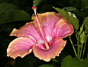 hibiscus.jpg