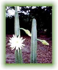 cereus1.jpg